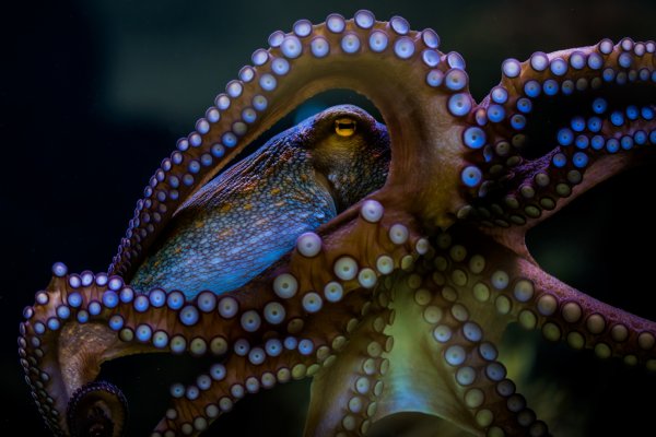 Kraken onion зеркала 2024